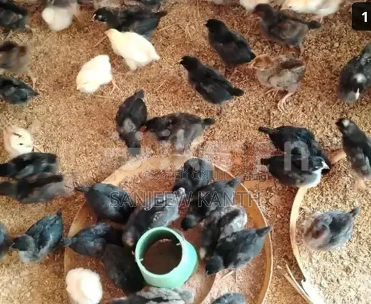 Country Chick's