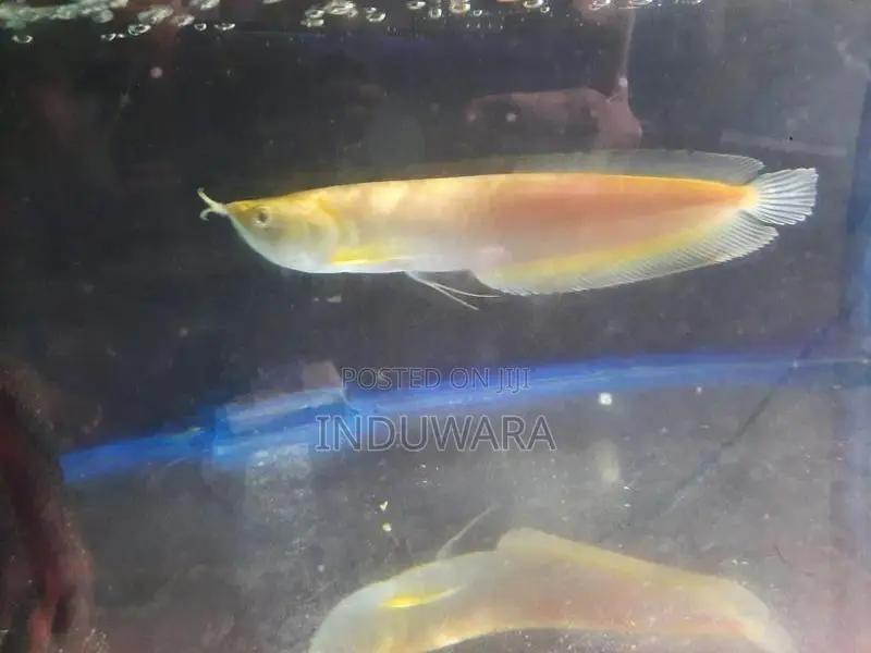 Albino Arowana