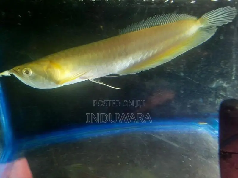 Albino Arowana