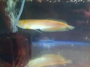 Albino Arowana