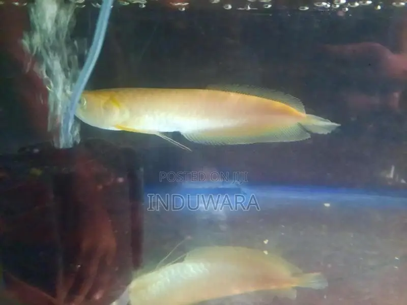 Albino Arowana