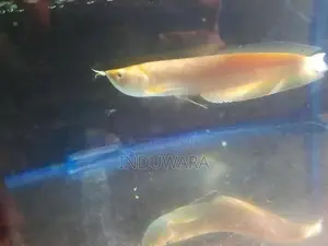 Albino Arowana