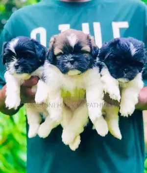 Shih Tzu Puppies