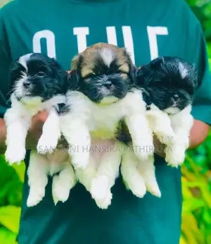 Shih Tzu Puppies