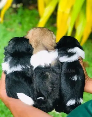 Shih Tzu Puppies