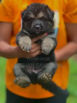 German Shepherd
