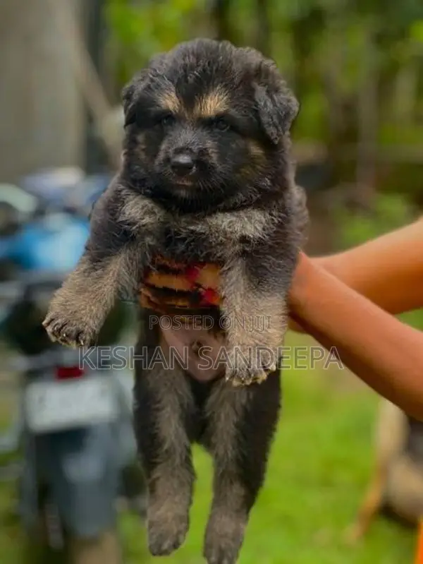 German Shepherd