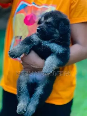 German Shepherd