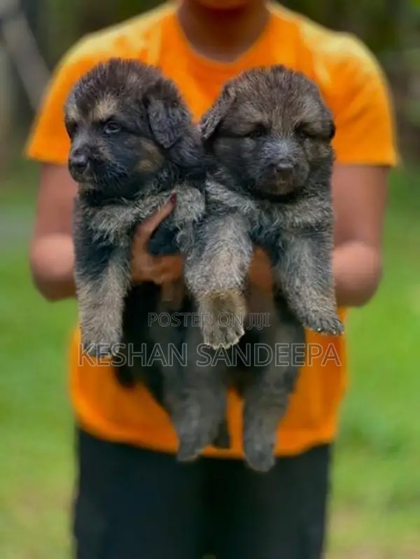 German Shepherd