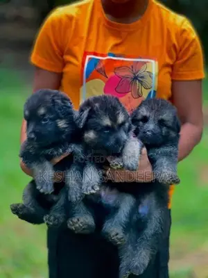 German Shepherd