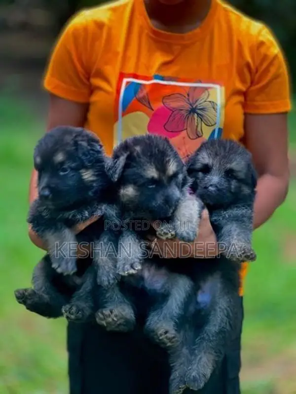 German Shepherd