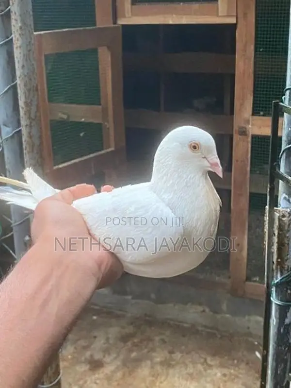 Indian Pigeon