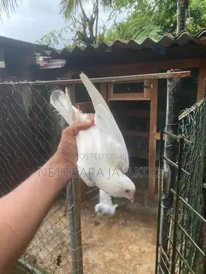 Indian Pigeon