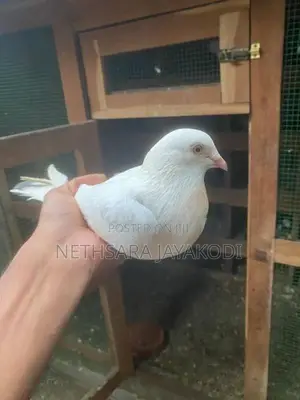 Indian Pigeon
