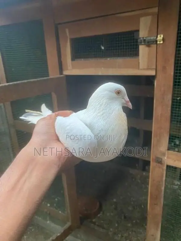 Indian Pigeon