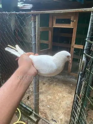 Indian Pigeon