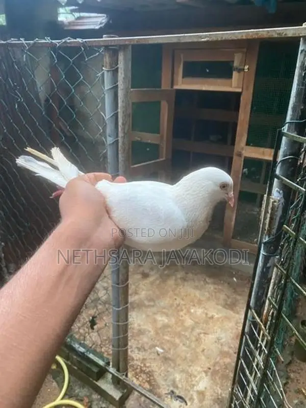 Indian Pigeon