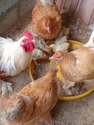 Brahma