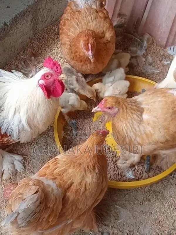 Brahma