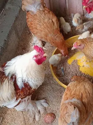 Brahma