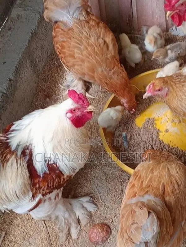 Brahma