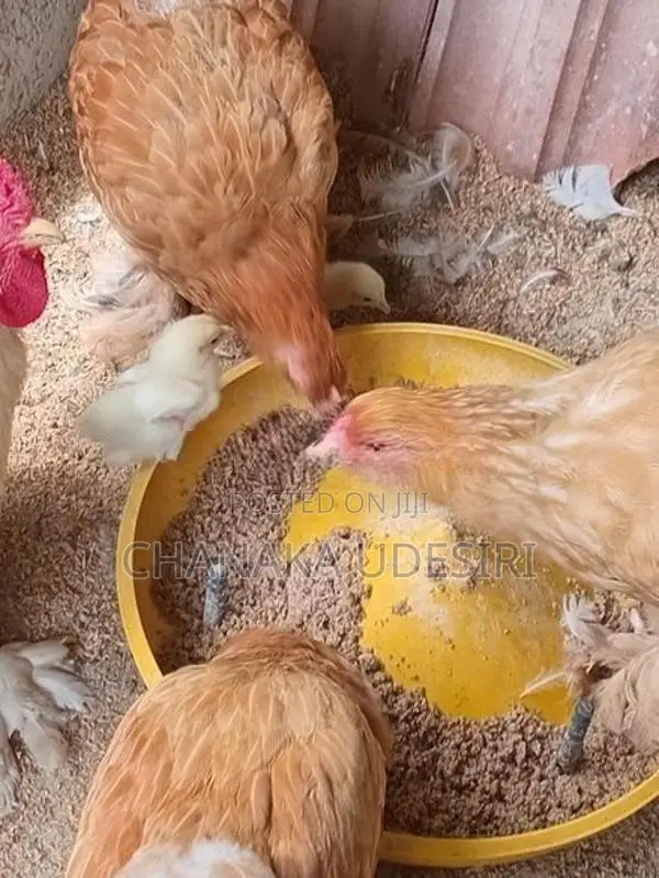 Brahma