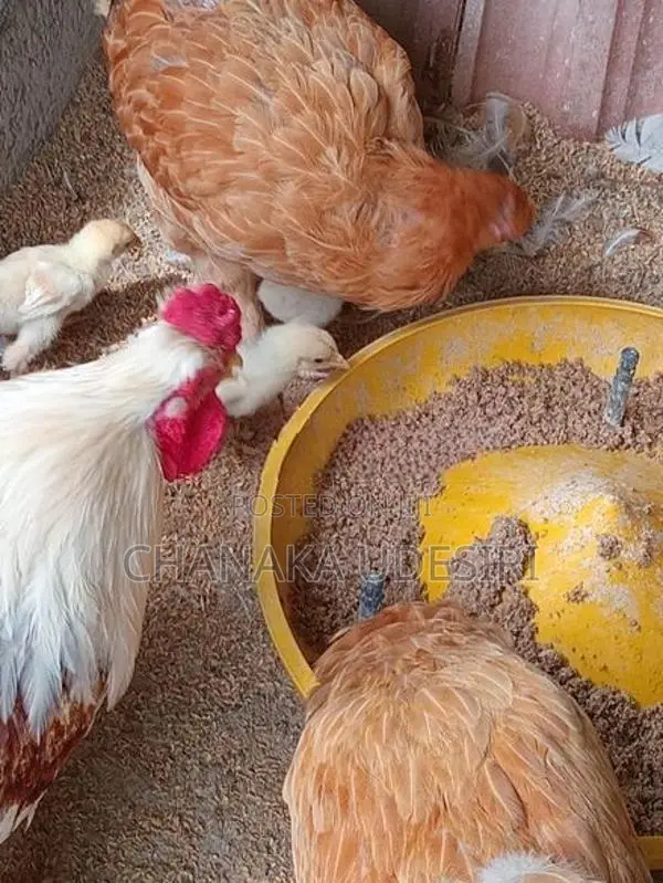 Brahma