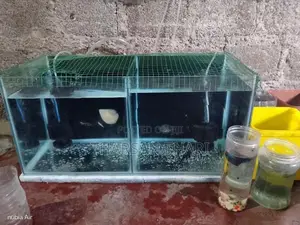 Tiger Oscar Albion With Fish Tank