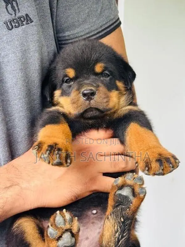 Rottweiler Female Puppy