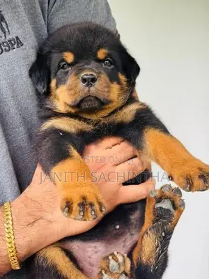 Rottweiler Female Puppy