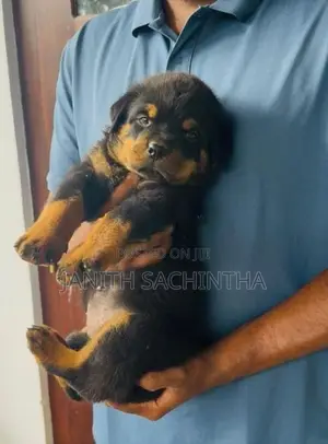 Rottweiler Female Puppy