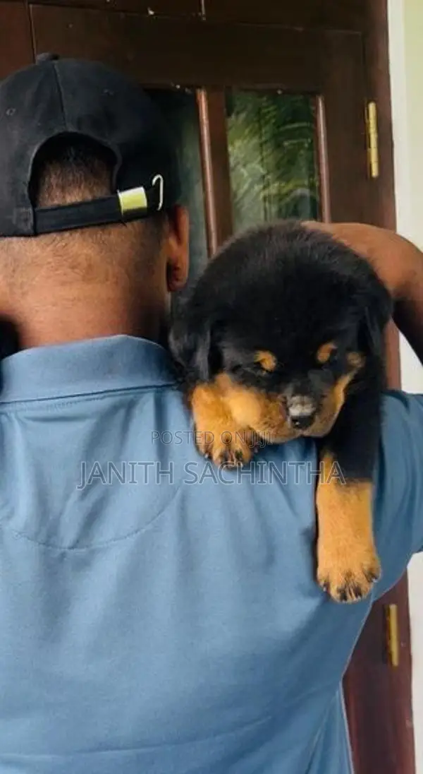 Rottweiler Female Puppy