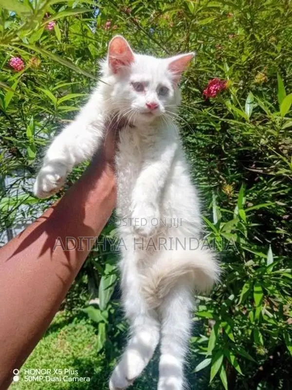 Persian Cat
