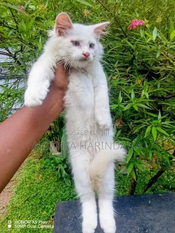 Persian Cat
