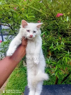 Persian Cat