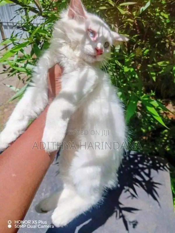 Persian Cat