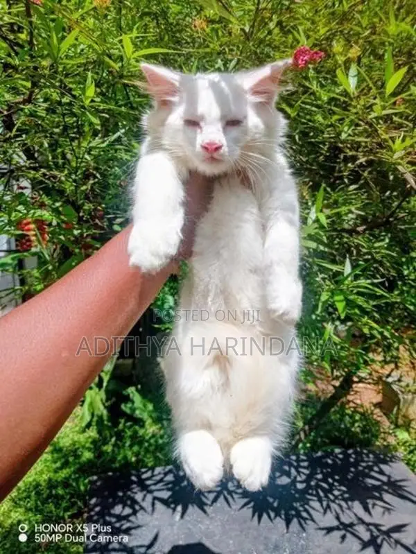 Persian Cat