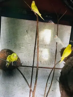 Love Birds
