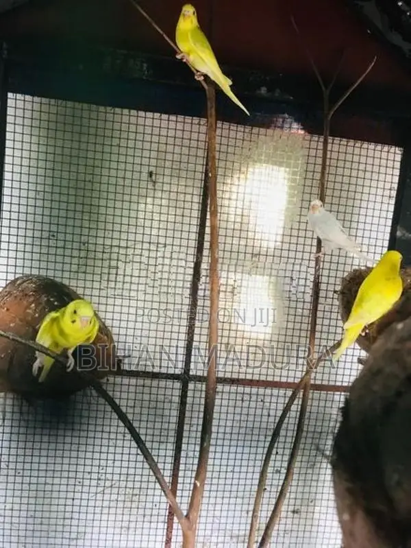 Love Birds