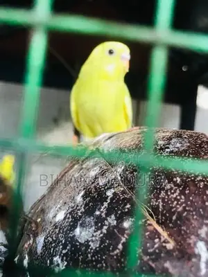 Love Birds