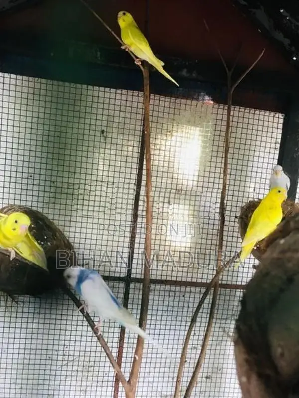 Love Birds