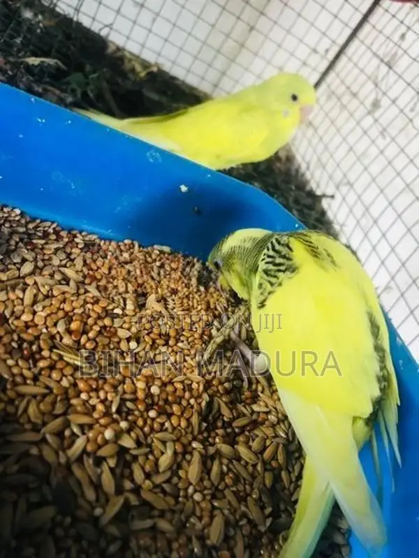 Love Birds