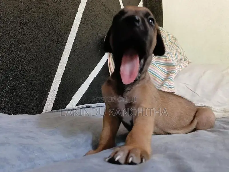 Ridgeback Puppies