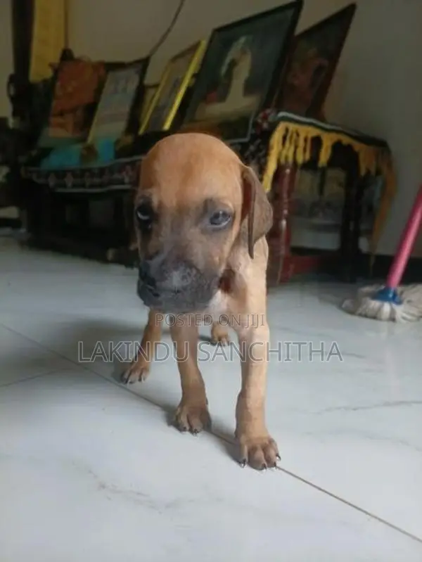 Ridgeback Puppies