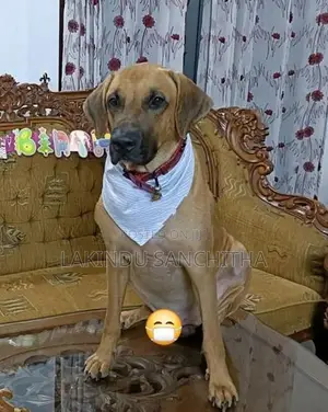 Ridgeback Puppies