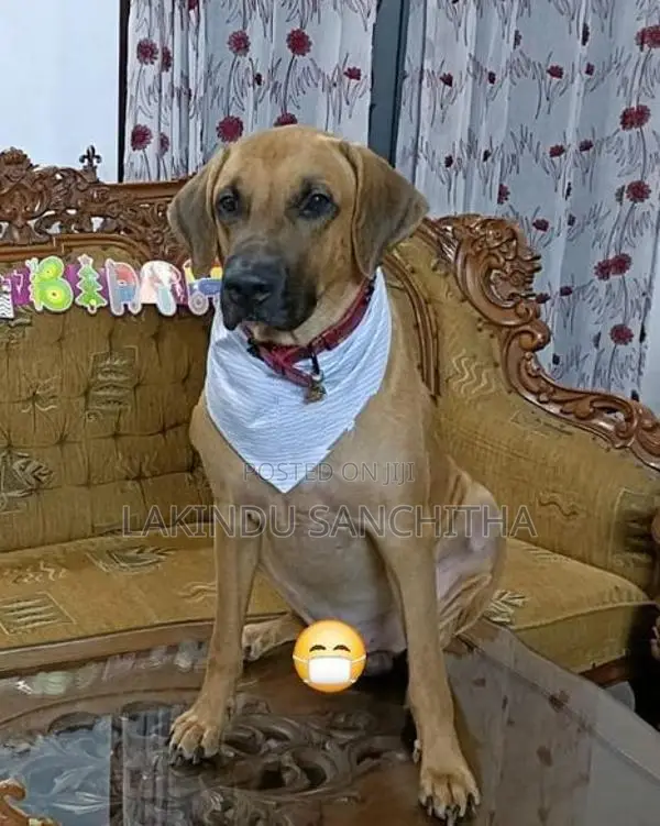 Ridgeback Puppies