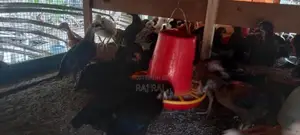 ஊர் கோழிக்குஞ்சு