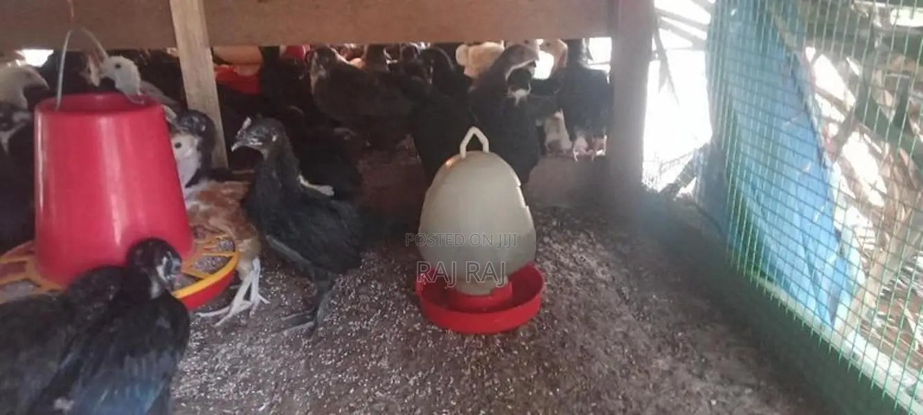 ஊர் கோழிக்குஞ்சு