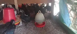 ஊர் கோழிக்குஞ்சு