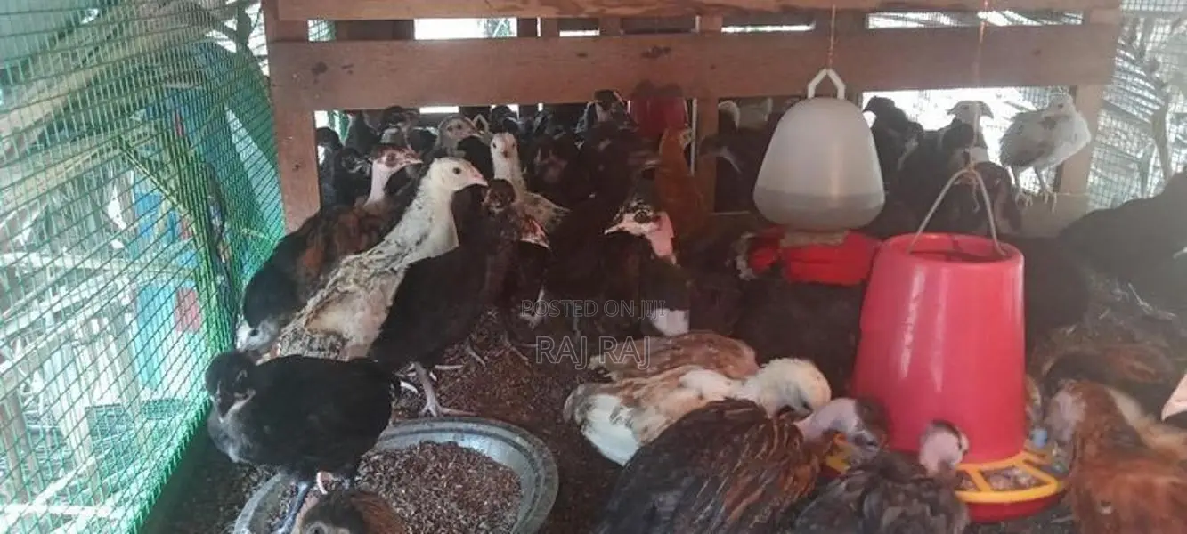 ஊர் கோழிக்குஞ்சு